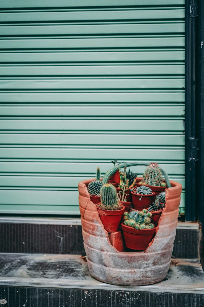 Pot met cactusjes erin en een metalen blauwe achtergrond