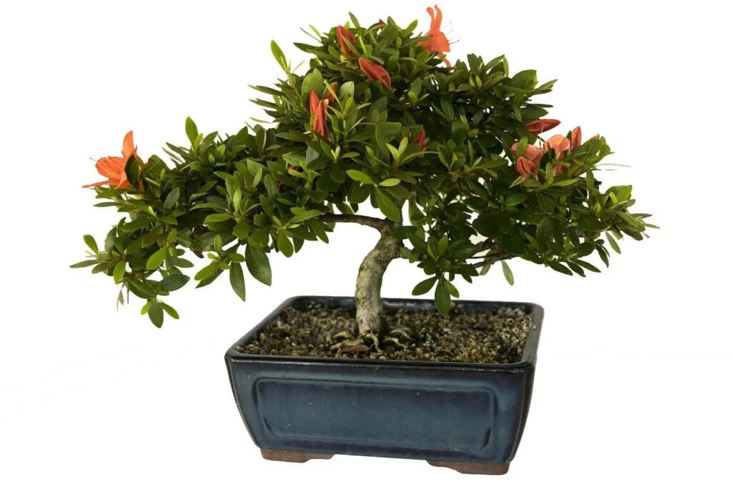 Een vierkante plantenpot met een bonsai.
