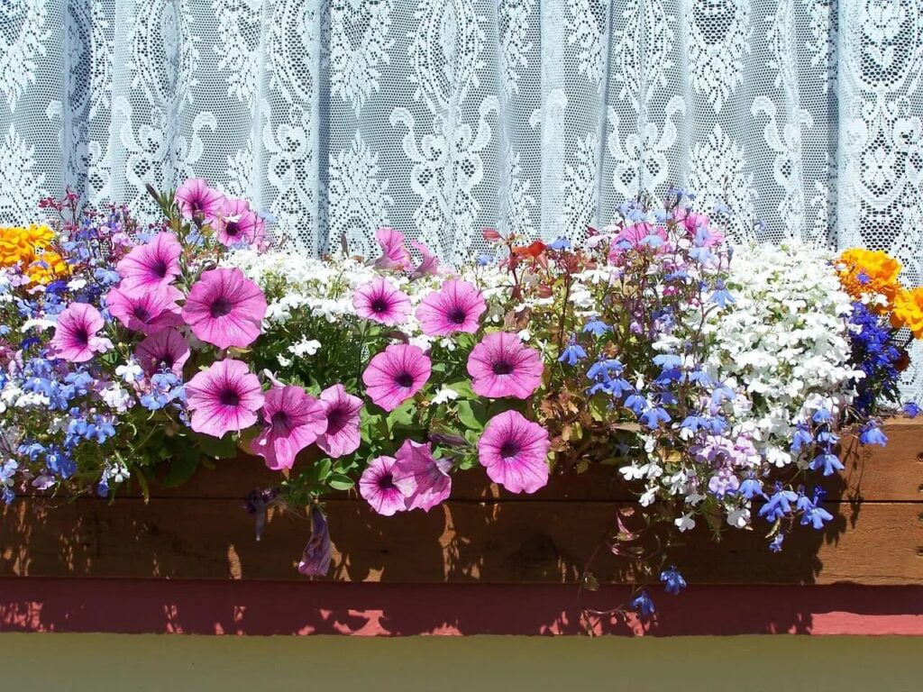 roze bloemen in plantenbak