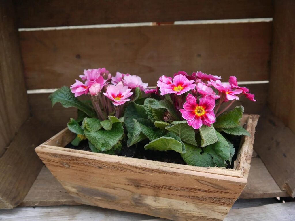 Vierkante pot met roze bloemetjes
