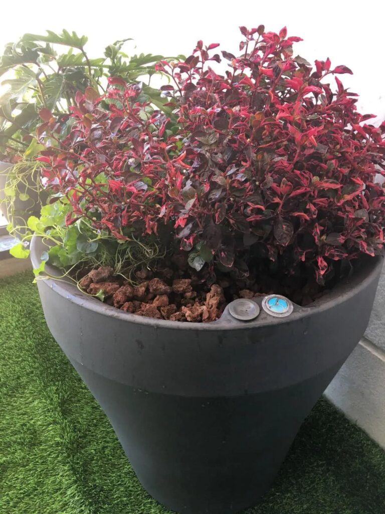Ronde grote pot met rood plantje
