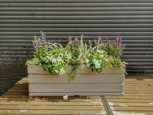 Verschillen planten in een plantenbak