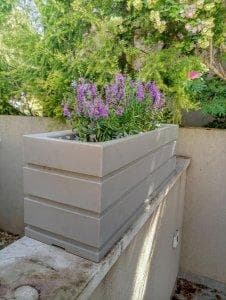 Vierkante grijze plantenbak met paarse bloemen erin