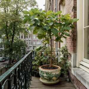 fruitbomen op je balkon